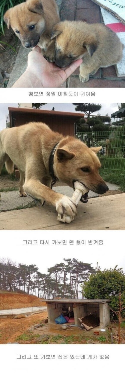 시골 강아지 특징